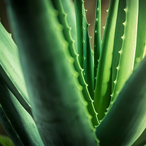 aloe vera plant