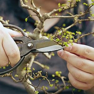 bonsai caretaking