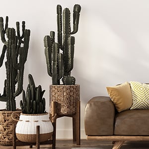 low maintenance cacti used for interior decoration