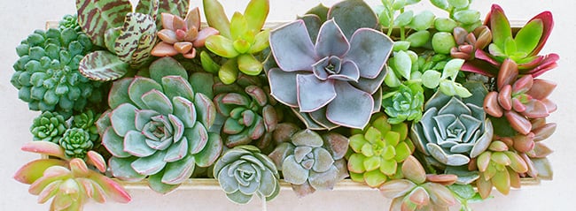 container of colorful succulents